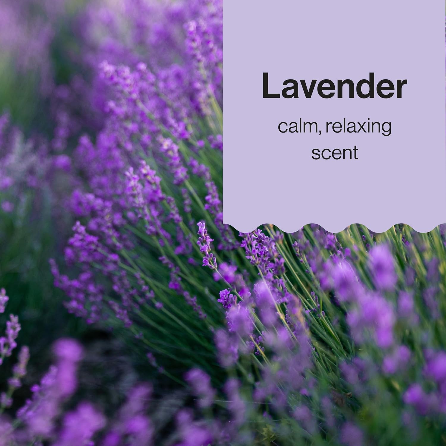Honest Face + Body Lotion Lavender 8.5 FL OZ. 250 ML